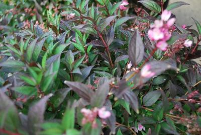  Deutzia Yuki Cherry Blossom™ 