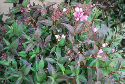  Deutzia Yuki Cherry Blossom™ 