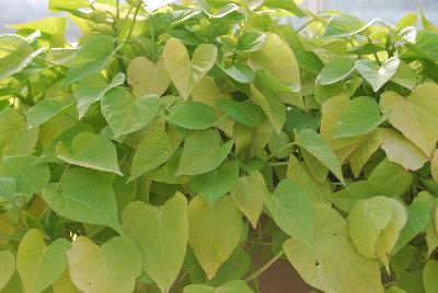 Sweet Caroline Ipomoea Sweetheart Lime 