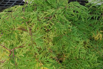 Elderberry  'Lemon Lace™'