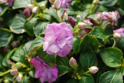 Impatiens Rockapulco® 'Wisteria'