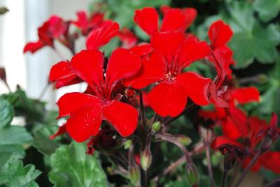 Timeless™ Pelargonium 'Fire'