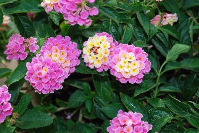 Luscious® Lantana Pinkberry Blend 