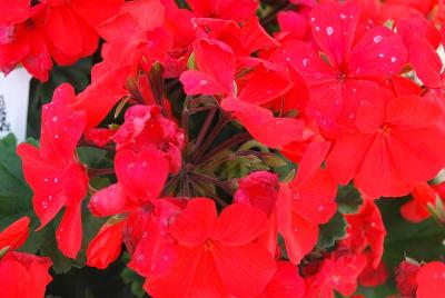 Pelargonium Timeless™ 'Orange'