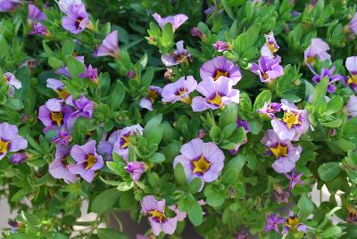 Calibrachoa Superbells® 'Evening Star'