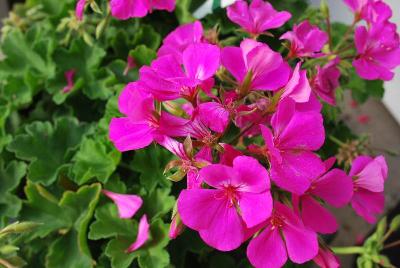 Timeless™ Pelargonium 'Lavender'