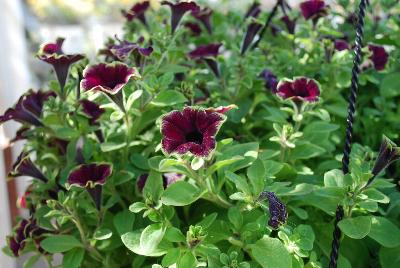 Supertunia® Petunia Picasso in Burgundy® 