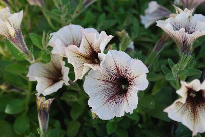 Petunia Supertunia® 'Latte'