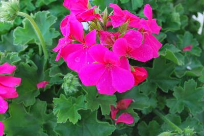 Timeless™ Pelargonium 'Rose'