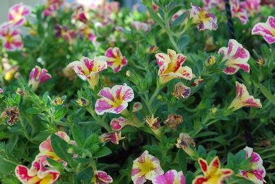 Calibrachoa Superbells® 'Holy Moly!™'