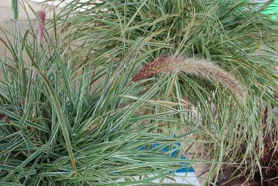 Pennisetum Graceful Grasses® 'Sky Rocket'