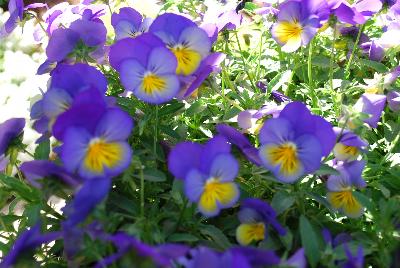 Viola Anytime™ Pansiola 'Iris'