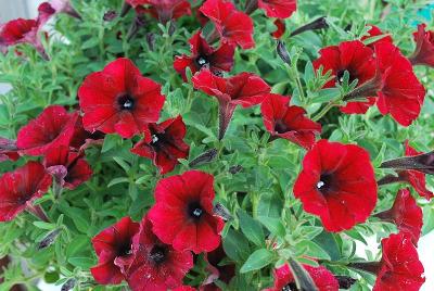 Petunia Supertunia® 'Black Cherry'