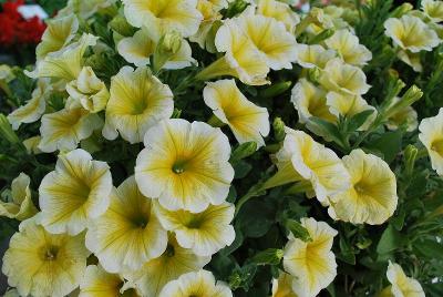 Supertunia® Petunia Limoncello 