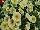 Supertunia® Petunia Limoncello 