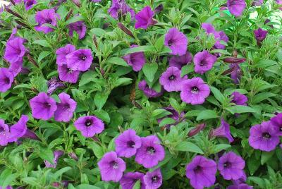 Petunia Supertunia® 'Indigo Charm Improved'