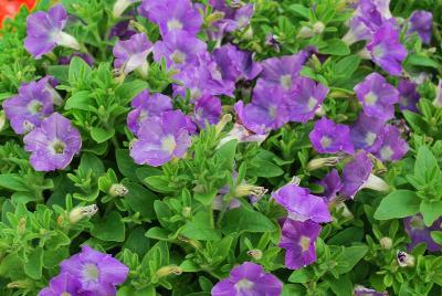 Supertunia® Petunia 'Morning Glory Charm'