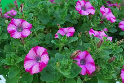 Petunia Supertunia® 'Rose Blast Charm'