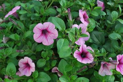 Petunia Supertunia® 'Mini Rose Veined Improved'