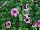 Supertunia® Petunia Mini Rose Veined Improved 