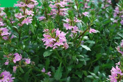 Scaevola  'Pink Wonder'