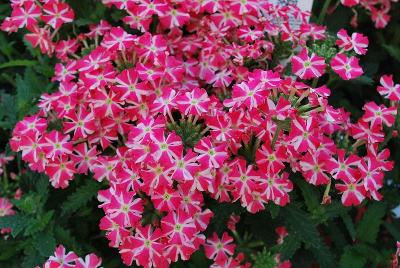 Superbena® Verbena 'Royale Cherryburst'