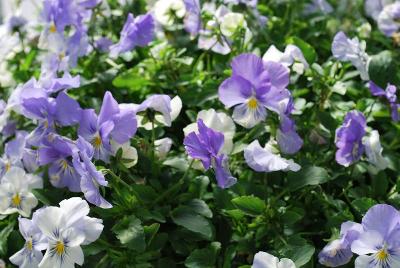 Viola Anytime™ 'Quartz Pansiola'