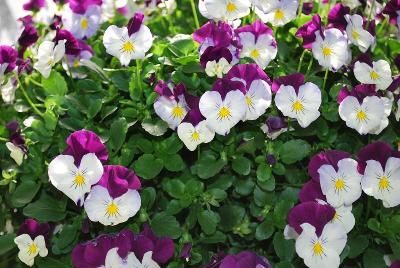 Anytime™ Viola Sugarplum Pansiola 