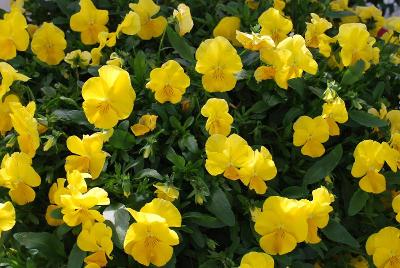 Viola Anytime™ 'Sunlight Pansiola'