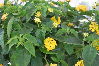 Lantana Luscious® 'Bananarama'