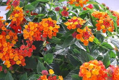 Lantana Luscious® 'Marmalade'