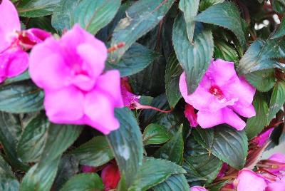 New Guinea Impatiens Ruffles™ 'Lavender'