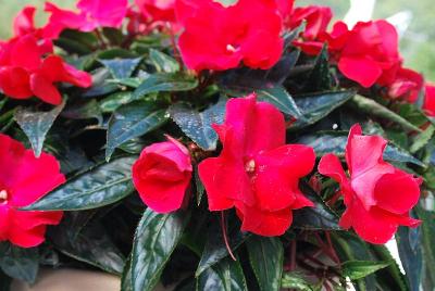 Ruffles™ New Guinea Impatiens Red