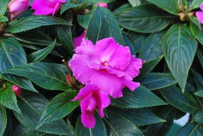 Ruffles™ New Guinea Impatiens Fuchsia Rose 