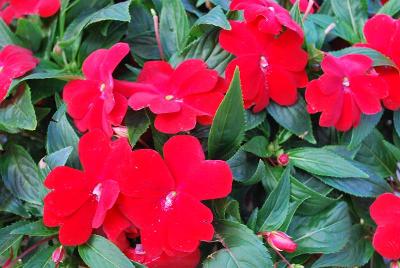 Infinity® New Guinea Impatiens Red Improved 