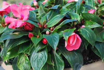 New Guinea Impatiens Ruffles™ 'Peach'