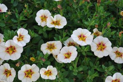 Calibrachoa Superbells® 'Frostfire'