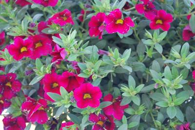 Calibrachoa Superbells® 'Cherry Red Improved'