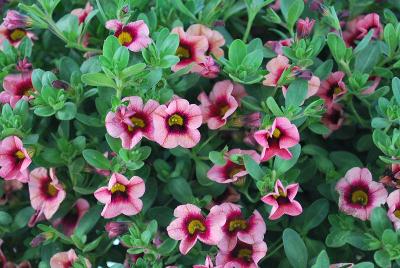 Calibrachoa Superbells® 'Strawberry Punch'