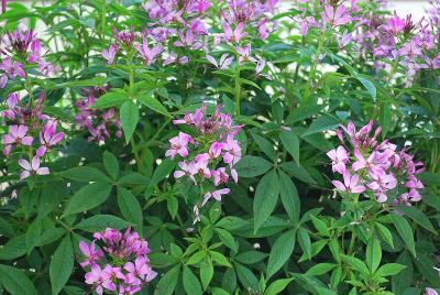  Cleome Pequena Rosalita™ 