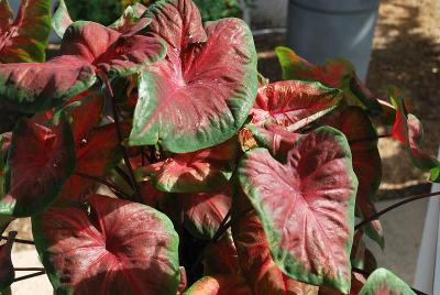 Artful™ Caladium Heartfire™ 