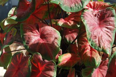 Caladium Artful™ 'Heartfire™'