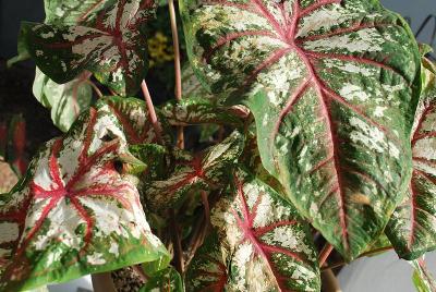 Artful™ Caladium Fire and Ice™ 