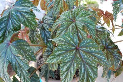 Golden State Bulb Growers: Begonia Pegasus™ 