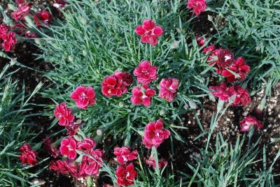 Fruit Punch™ Dianthus Black Cherry Wild 