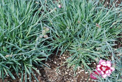 Fruit Punch™ Dianthus Apple Slice