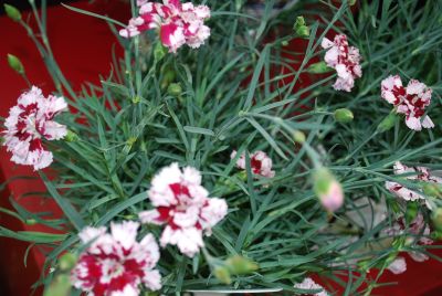 Fruit Punch™ Dianthus Coconut Punch 