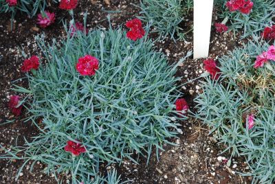 Fruit Punch™ Dianthus Pomegranate Kiss