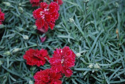 Fruit Punch™ Dianthus Pomegranate Punch 