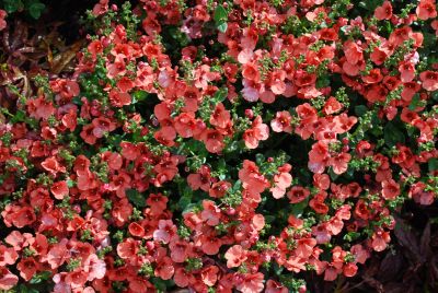 Diascia Flirtation® 'Orange'